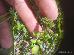 Chaerophyllum ramosum