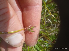 Chaerophyllum ramosum