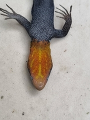 Gonatodes albogularis fuscus
