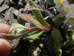 Myosotis traversii cantabrica