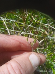 Chaerophyllum ramosum