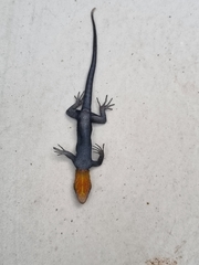 Gonatodes albogularis fuscus