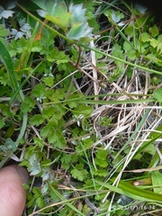 Chaerophyllum ramosum