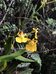 Oncidium