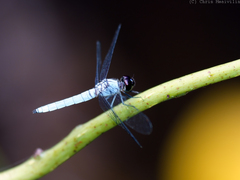 Brachydiplax duivenbodei