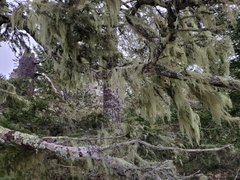 Usnea trichodea