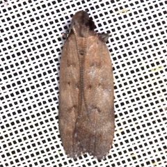 Gelechiini