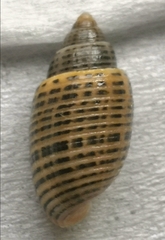 Punctacteon yamamurae