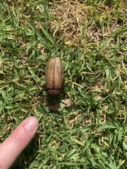 Agrianome spinicollis