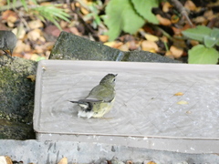 Setophaga caerulescens