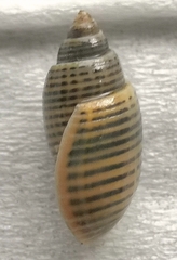 Punctacteon yamamurae