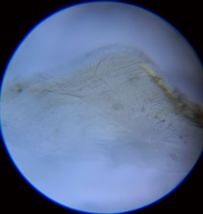 Punctacteon yamamurae