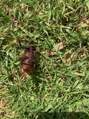 Agrianome spinicollis