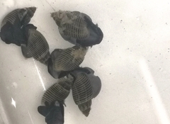 Punctacteon yamamurae