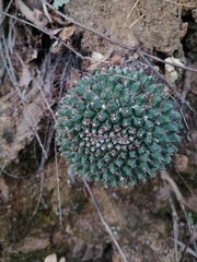Mammillaria karwinskiana