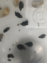 Punctacteon yamamurae