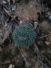 Mammillaria karwinskiana