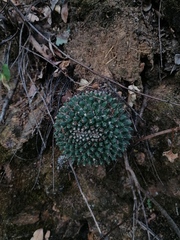 Mammillaria karwinskiana