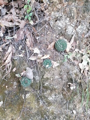 Mammillaria karwinskiana