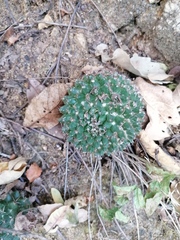 Mammillaria karwinskiana