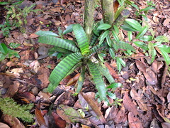 Lutheria splendens