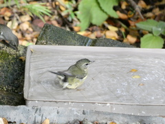 Setophaga caerulescens