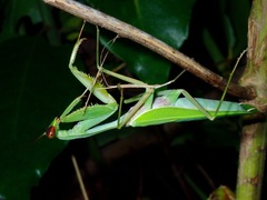 Rhombodera palawanensis