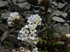 Myosotis traversii cantabrica