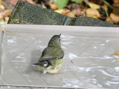 Setophaga caerulescens