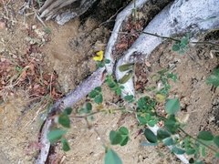 Crotalaria incana