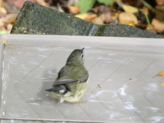 Setophaga caerulescens