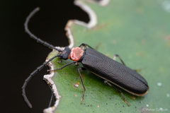 Cycloderus