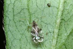 Stephanitis pyrioides