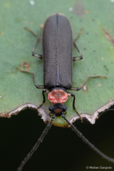 Cycloderus
