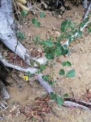 Crotalaria incana