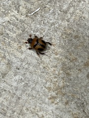 Bolbocerosoma confusum