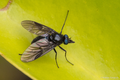 Dasyomma caeruleum