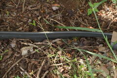 Digitaria radicosa