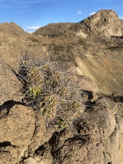 Echinocereus enneacanthus enneacanthus