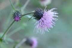 Cirsium nipponicum incomptum