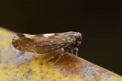 Goneokarella maculivenis