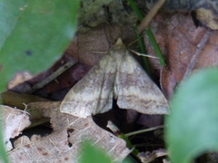 Renia discoloralis
