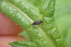 Stenomordellaria neglecta