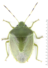 Glaucias