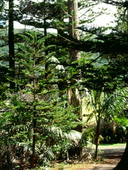 Araucaria heterophylla