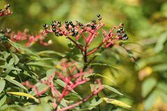 Zanthoxylum ailanthoides