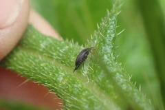 Stenomordellaria neglecta