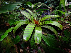 Lutheria splendens