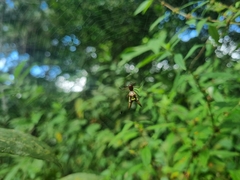 Micrathena sexspinosa
