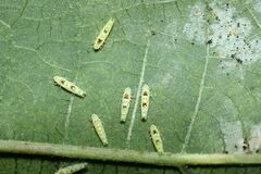 Limassolla multipunctata